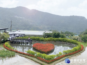 同心池浪漫的愛心花景映入眼簾（圖／台北市大地處提供)