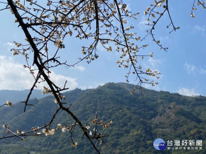 信義鄉六大賞梅區的梅花各自綻放，預估花期可延長到二月初。(圖/記者賴淑禎攝)