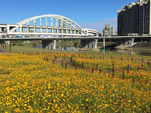 成美右岸河濱公園黃波斯花海綻放（圖／台北市水利處提供）