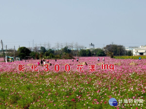 彰草路123巷入口旁農田（金馬路與彰草路交叉路口進去）花海景觀。圖／記者鄧富珍攝