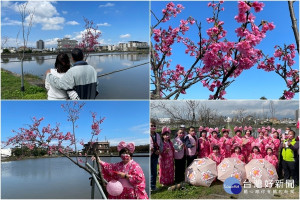 羅莊櫻花步道櫻花陸續盛開，春節出遊好去處。（圖∕羅東鎮公所提供）