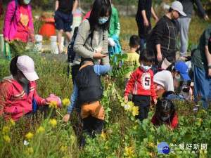 

外埔區中山社區八日隆重舉辦「有機田、拔蘿蔔」一系列活動，孩子們拔蘿蔔、打赤腳踩蘿蔔製菜脯，與父母互動，親子溫情凸出，讓孩子留下一段美好的記憶。（記者陳榮昌攝）