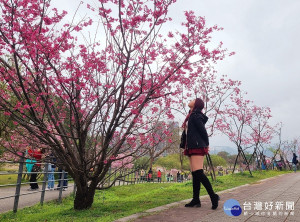 新店區陽光運動公園的河津櫻，粉紅花朵嬌豔綻放