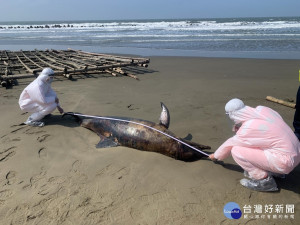 布袋鎮好美里沙灘傳出嘉義地區第1起鯨豚死亡案件／陳致愷翻攝