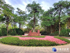 不讓櫻花專美　大安森林公園杜鵑探頭悄迎春