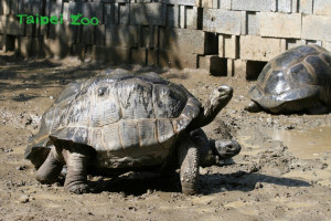 （圖／台北市立動物園）