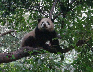 大貓熊「圓寶」戶外爬高高　回家變成「髒髒寶」（圖／台北市立動物園）