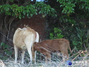 母牛帶小牛脫逃飼主成功　台東縣府出動緝牛小組將祭出處分書