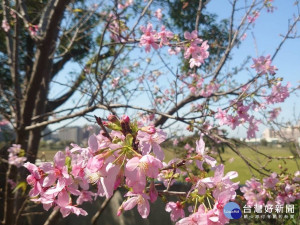 桃市八德區瑞源街櫻花綻放     花期至三月底歡迎民眾賞花