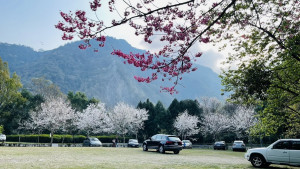 奧萬大霧社櫻綻出雪白花海。（南投林管處提供）