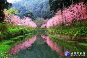 杉林溪成功種植出櫻花河岸美景。（杉林溪園區提供）