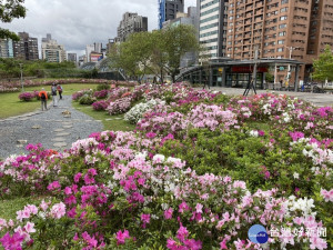 把握賞花好時機　大安森林公園杜鵑預計周末滿開