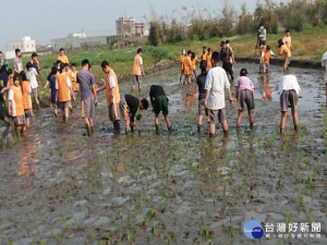 

大安農會執行食農教育向下扎根計畫，校長率數十位學生，清晨踏入田裡時直叫冷，瞭解到「誰知盤中飧，粒粒皆辛苦」及「一分耕耘 一分收獲」的真諦。（記者陳榮昌攝）

