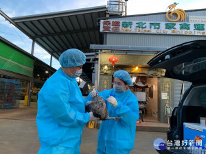 動保處從養禽場生物安全防治、禽類屠宰場防疫管控及公共區域擴大消毒三方面做好全面防範，守護產業及你我健康安全 