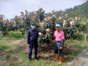 太平警方守護枇杷園。林重鎣攝