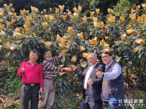 太平區長和農會總幹事向大家推薦太平枇杷。林重鎣攝 

