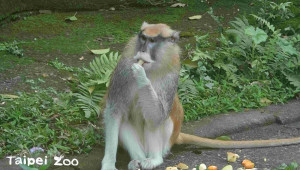 繼食蟻獸、石虎後，台北市立動物園再傳動物脫逃事件！北市動物園表示，照養於非洲動物區的紅猴「（公）」，在15日趁著保育員門栓沒確實扣緊，竟奪門而逃，目前還下落不明。（圖／台北市立動物園）