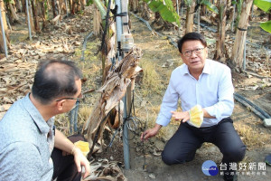 拚重返香蕉王國「蕉傲」　屏東香蕉攻佔日本市場