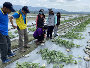 鳳林鎮西瓜田蔓枯病現蹤　花蓮縣府呼籲瓜農做好防治工作