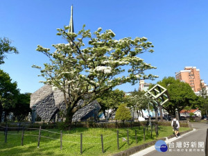 228和平公園內流蘇王即將盛開