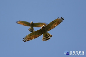 灰面鵟鷹。圖／彰化縣野鳥學會提供