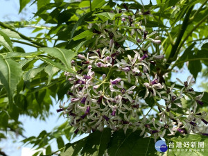 春天「紫」標　南港四分河濱公園苦楝盛開