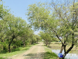 板橋區新月橋旁的「新海一、二、三期人工濕地」步道兩側的水柳，隨著春天的風吹在身上感覺非常舒適