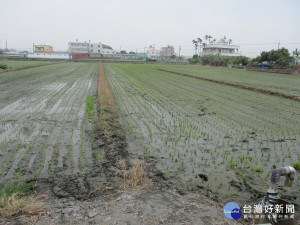 旱象嚴峻，農民等無雨水可灌溉。圖／記者鄧富珍攝