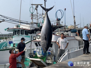 屏東黑鮪魚季第一鮪確認　4/4熱鬧拍賣