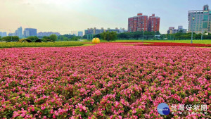 北市春遊好去處　中正河濱公園8萬株童趣花海盛放