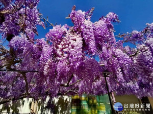 大梨山紫藤花爆開  連假上山漫遊夢幻紫色山城