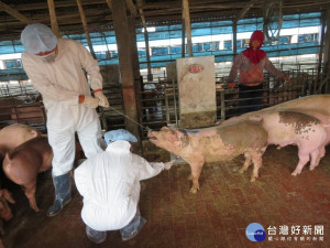 新北海漂豬驗出非洲豬瘟，嘉義縣呼籲豬農全面警戒／陳致愷翻攝