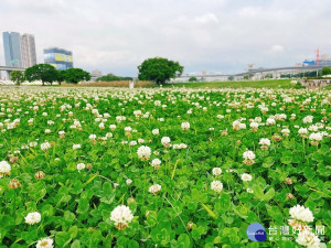 新北河濱公園野生白花三葉草如精靈般快樂地灑落於新北大都會公園、華江河濱公園等處，滿地白雪皚皚，猶如置身於銀色的白雪之中