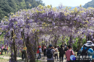 杉林溪紫藤花廊每日都吸引遊客欣賞。（記者扶小萍攝）