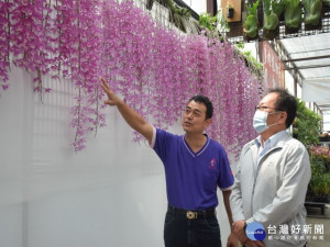 后里區萌芳花卉農場擁有近千坪溫室蘭花園，培植及各式五彩蘭花。數萬株石斛蘭花盛開，壯觀的石斛蘭花瀑、花牆、隧道，區長賴同一觀賞時表示彷彿置身在石斛花的仙境中。（記者陳榮昌攝）
