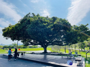 樹林區的人氣景點沐心池百年榕樹，市民朋友要把握機會一起為百年榕樹取個好名字，把Apple Watch帶回家