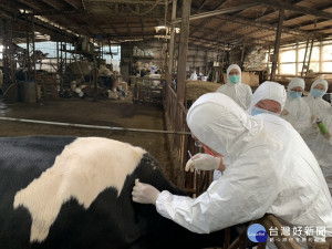 動保處 16日派獸醫師至11場養牛場全面疫苗施打