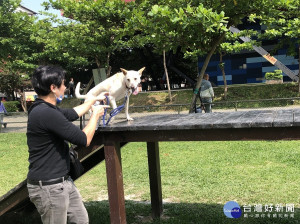 土城區首座寵物公園成立，提供毛寶貝們一個盡情奔跑的好去處