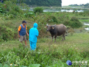 花蓮縣府啟動牛結節疹緊急防疫措施　免費提供消毒劑和捕蚊燈