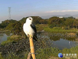 高灘處今年在鹿角溪、浮洲、新海三期及華江濕地都設置了鳥類棲架供鳥兒們停棲