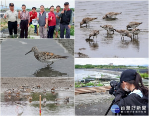 養殖戶將水位放低，讓魚塭化身為鷸、鴴科鳥類的「大飯廳」，大濱鷸數量大量回升。（圖∕羅東林管處提供）