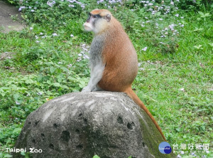 北市動物園紅猴「男道」檢疫期滿返家　逃家時靠當令榕果充飢