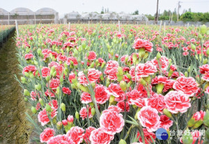 康乃馨花海。