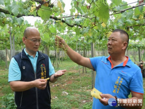 

嚴峻的乾旱，禍及外埔區鮮食葡萄幼果、莖紛掉落，再一個月可能明年都無法生產。昨日區長葉聯慶前往關心，將報請上級災害補助等手續。（記者陳榮昌攝）


