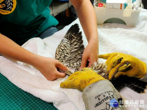 酋長岩遊隼棲地遊隼幼鳥迫不及待想要離巢試飛，從40公尺高巢位墜落地面無法回巢，人員接獲通報後立即前往救援