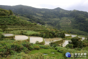 貢寮有著名的水梯田景觀，今年與農業局合作辦理貢寮農業生態小旅行