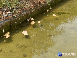 久旱水池優養化 中市建設局送水救魚命