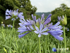 愛情花降臨於內雙溪