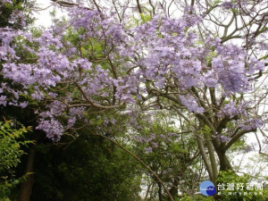 

台中市鐵砧山籃楹樹籃色花朵錠開，襯托山裡美景，吸引遊客流連忘返。（記者陳榮昌攝）