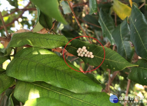 荔枝椿象危害　花蓮縣府宣導防治方法